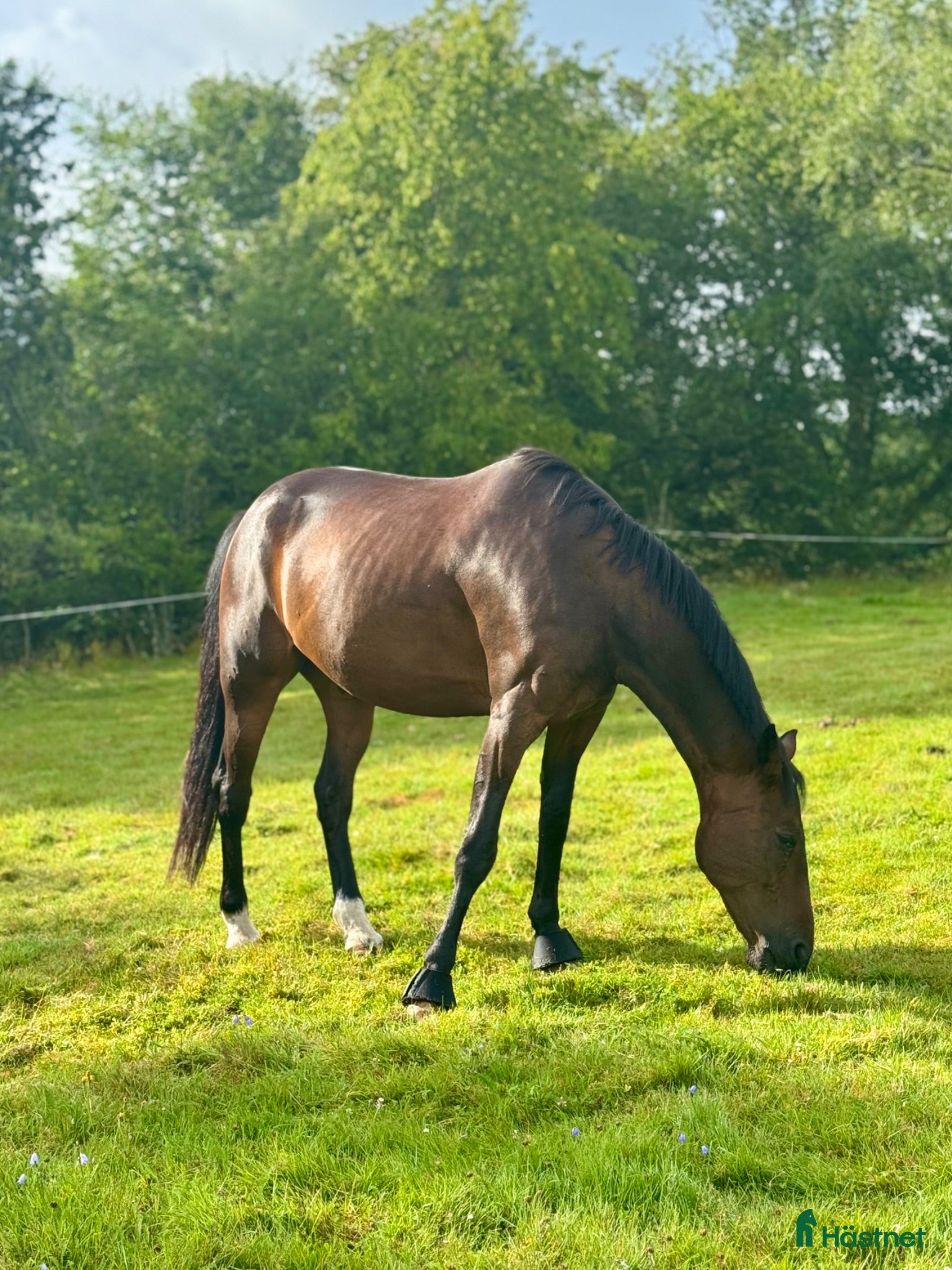  foderhäst Älskade Moos söker fodervärd - Annons 1