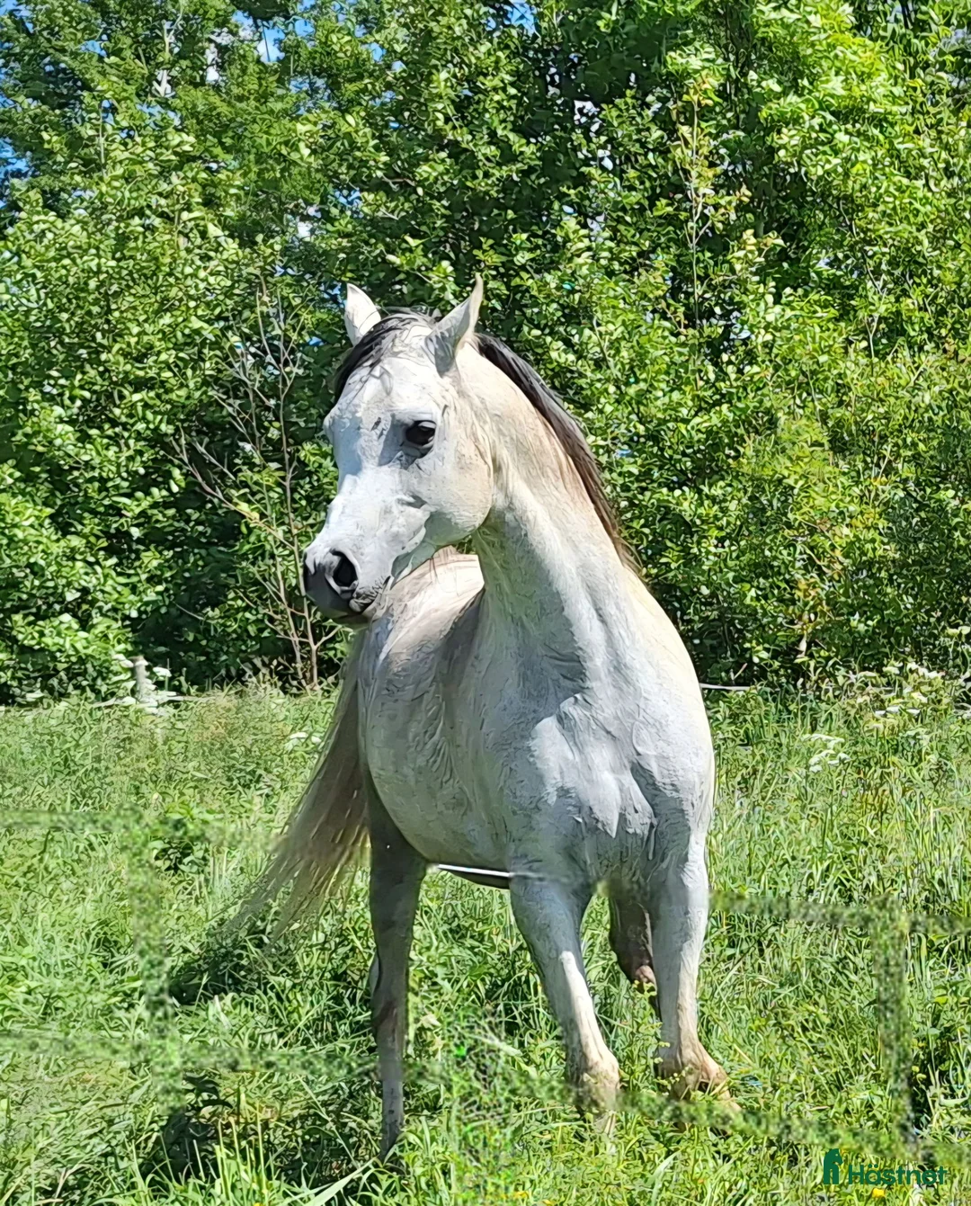 Allround hästar till salu: Flera ston och en hingst - Annons 1