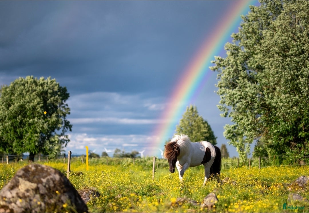  foderhäst finnes: Fodervärd sökes till islandshästvalack - Annons 1