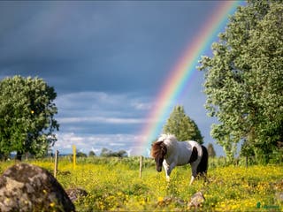 foderhäst Fodervärd sökes till islandshästvalack - Annons 14