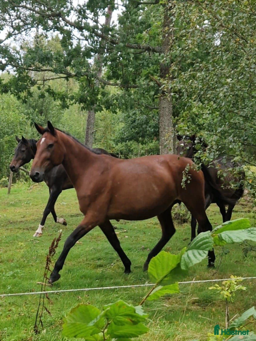  hästar Stabil sällskapsdam el till avel i Nossebro - Annons 3