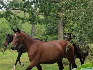 hästar Stabil sällskapsdam el till avel i Nossebro - Annons 9