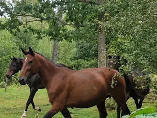 hästar Stabil sällskapsdam el till avel i Nossebro - Annons 16