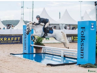 hästar C ponny för de högsta klasserna i Falun - Annons 15