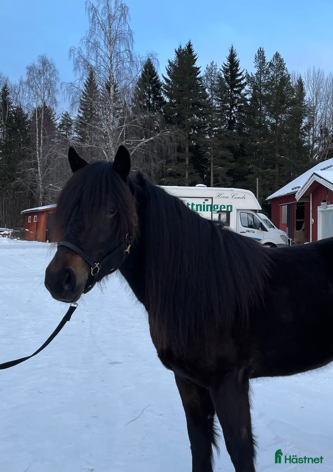 Trav hästar till salu: Nya bilder på Vännfors Frökna  i Vännäs - Annons 3