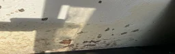Hästtransporter  fordon & transport till salu: Hästtransport Aluminiumgolv m sadelkammare i Torekov - Annons 5