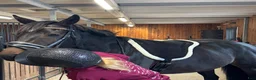 Schabrak & Vojlockar hästutrustning till salu: Barbackapadd / barbackasadel - Annons 2