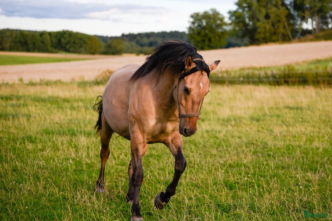 Allround hästar till salu: Vacker kigermustang - Annons 2