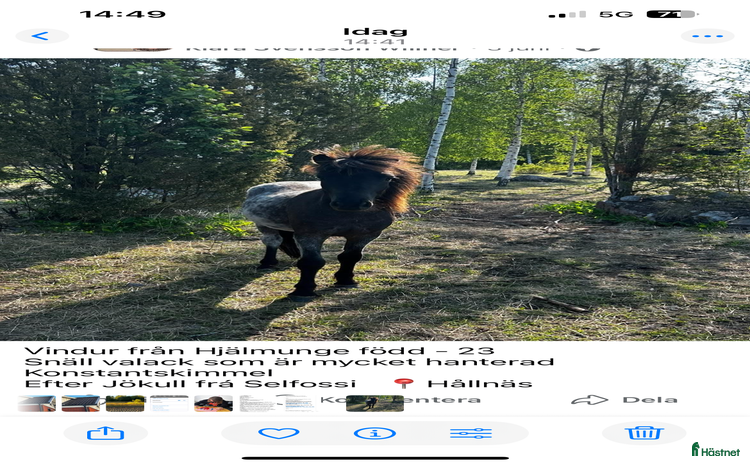  hästar i Hållnäs - Annons 14