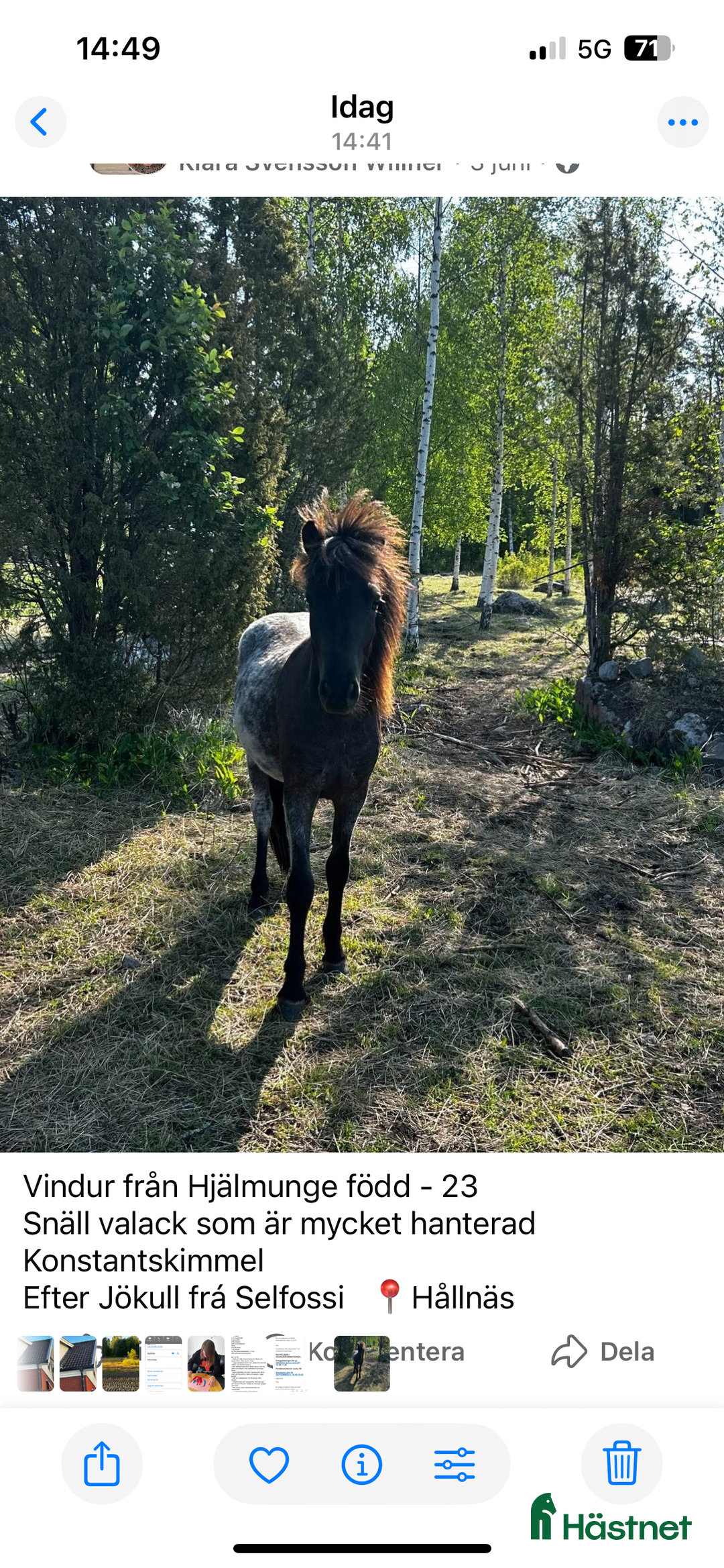 Island hästar till salu: Vindur i Hållnäs - Annons 1