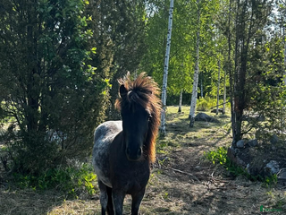hästar Vindur i Hållnäs - Annons 17