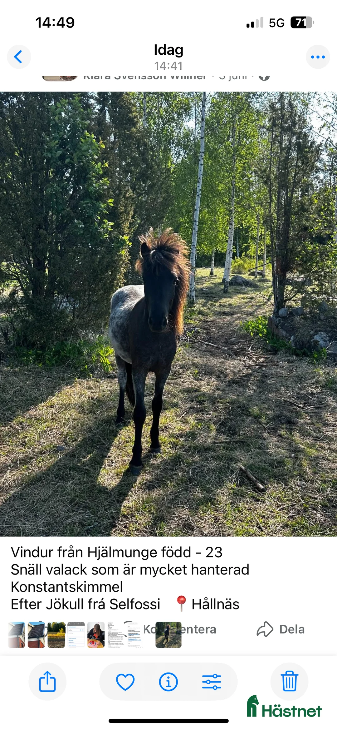 Island hästar till salu: Vindur i Hållnäs - Annons 1