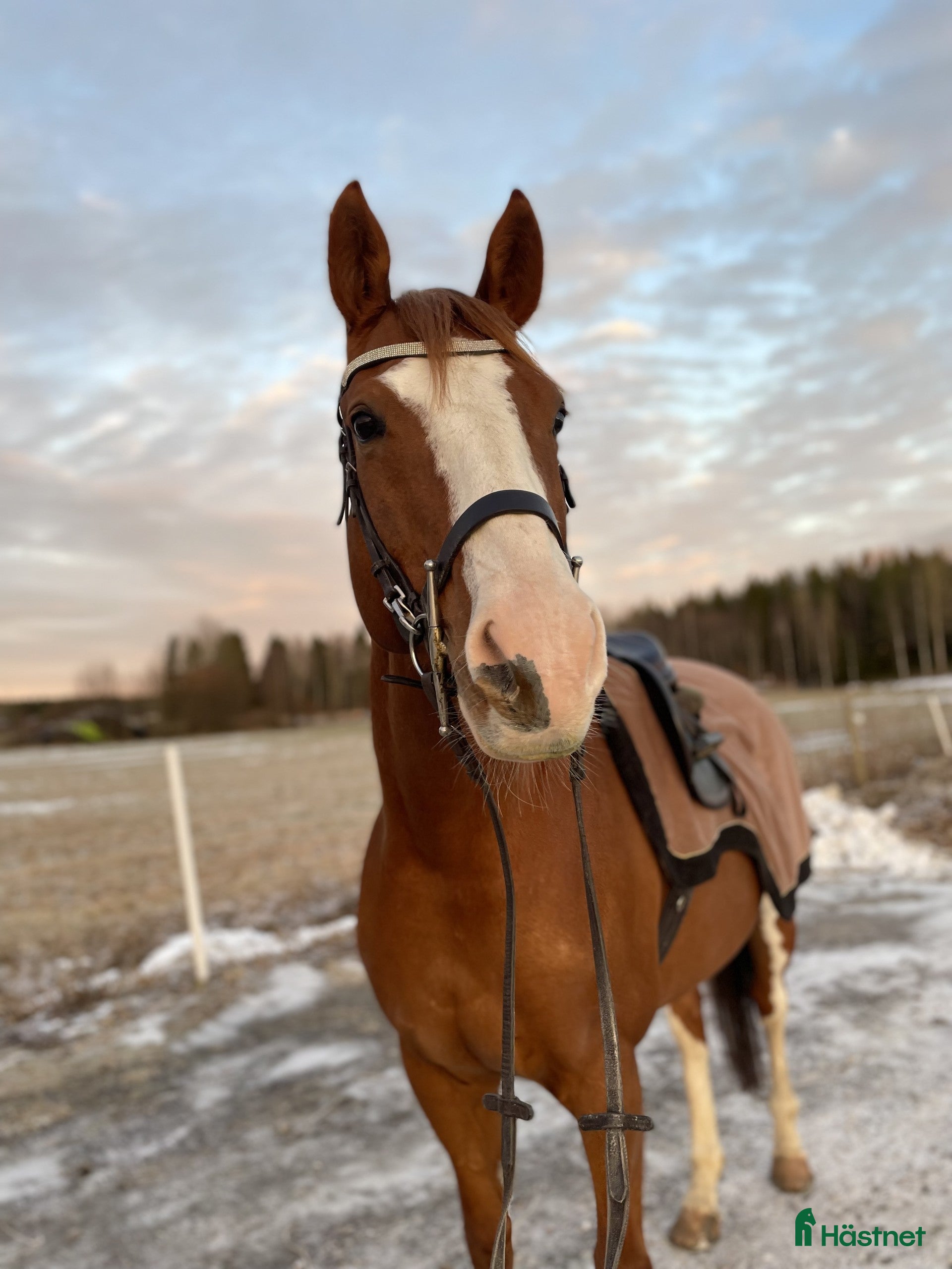  hästar Trevlig valack i Umeå - Annons 1