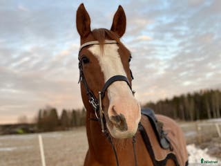 hästar Trevlig valack i Umeå - Annons 1