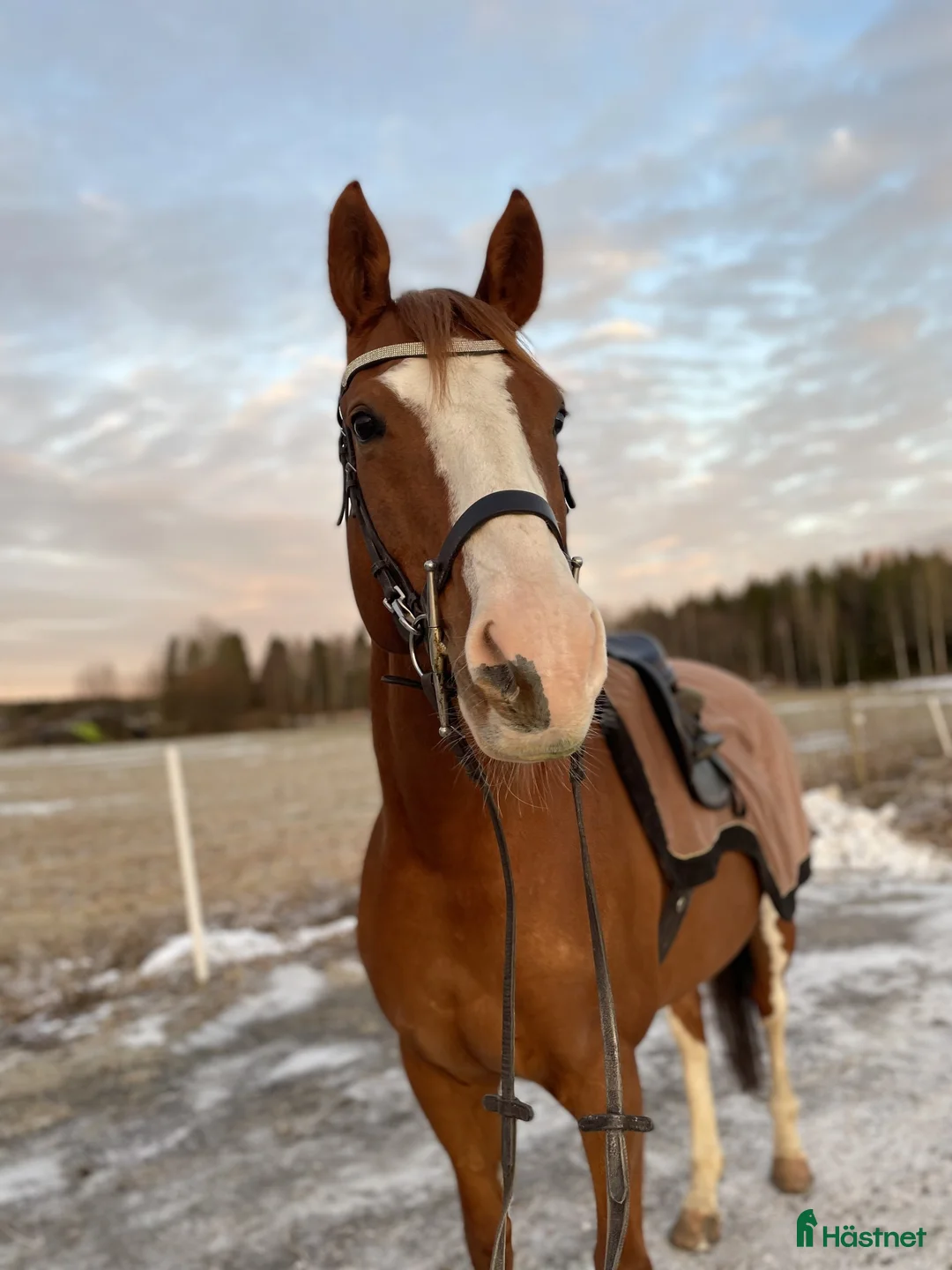 Allround hästar till salu: Trevlig valack i Umeå - Annons 1