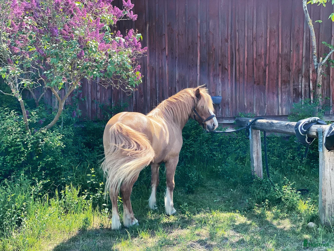 Island hästar till salu: Fyrgångsvalack som kan ”allt” i Kävlinge - Annons 2