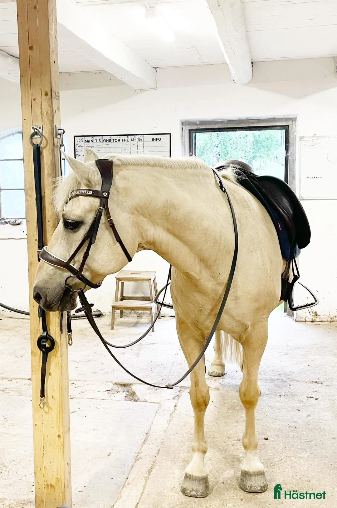  medryttarhäst finnes: Medryttare sökes till 2st hästar kat D, Nykvarn i Nykvarn - Annons 1