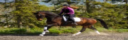 Dressyr hästar till salu: Dressyrvalack - Annons 4