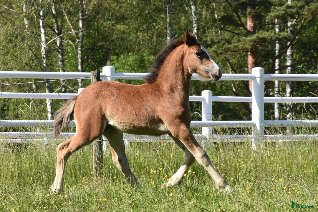 Allround hästar till salu: Femårigt welsh cob sto med framtiden för sig i Partille - Annons 3