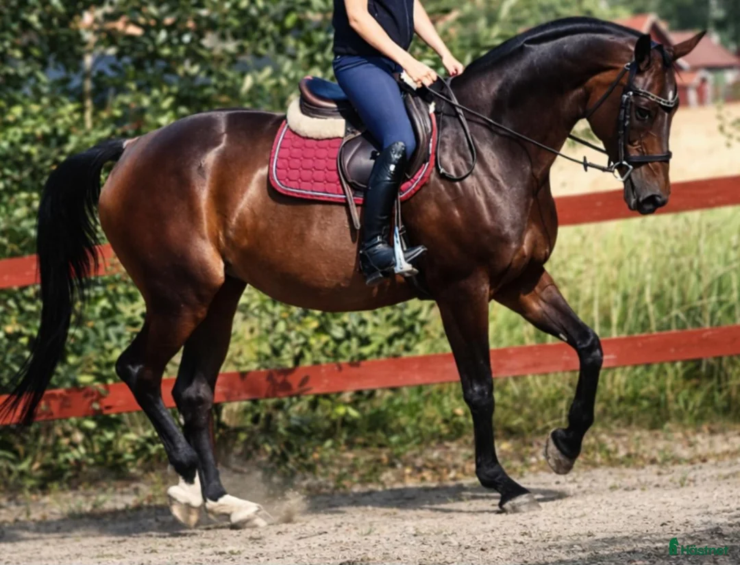 Avelshästar hästar till salu: Avelssto/sällskap i Stockholm - Annons 1