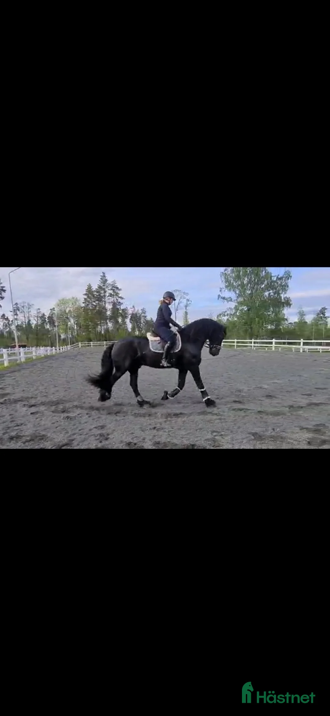 Allround hästar till salu: Fantastisk frieservalack i Nässjö - Annons 1