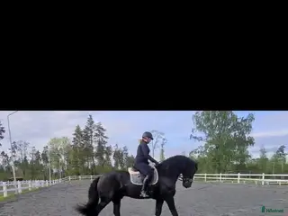 hästar Fantastisk frieservalack i Nässjö - Annons 16