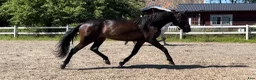 Trav hästar till salu: Monte/Starthäst/ridhäst/avel - Annons 1