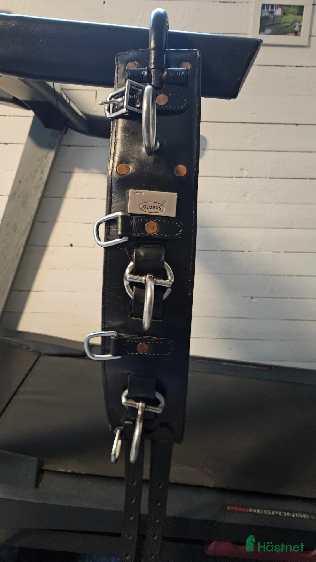 Övrig Hästutrustning hästutrustning till salu: Globus tömkörningsgjord - Annons 2