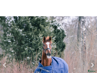 Täcken hästutrustning till salu: Helt nytt vintertäcke utan hals. i Upplands Väsby - Annons 20