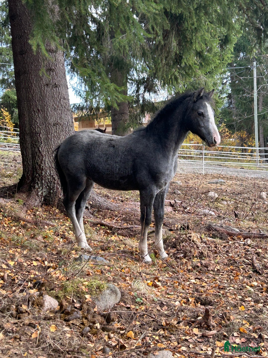 Allround hästar till salu: Blivande elitponny?  i Överturingen - Annons 2