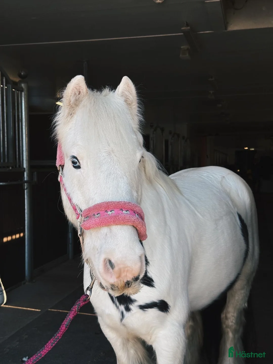 Allround hästar till salu: Världens gulligaste ponny!  - Annons 1