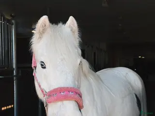 hästar Världens gulligaste ponny! - Annons 4