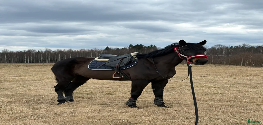 Galleribild {{count}}