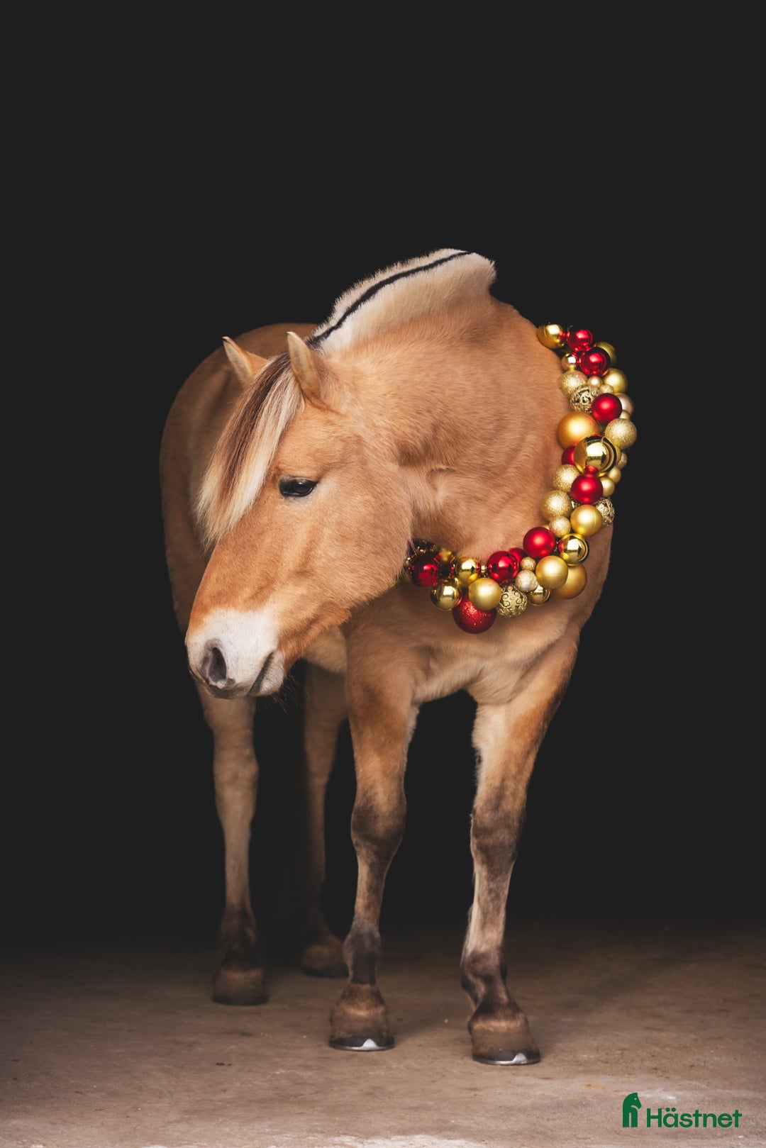 Allround hästar till salu: Underbar hobby/skogsmulle ⭐️ i Annelöv - Annons 1