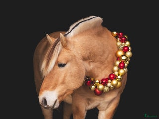 hästar Underbar hobby/skogsmulle ⭐️ i Annelöv - Annons 17