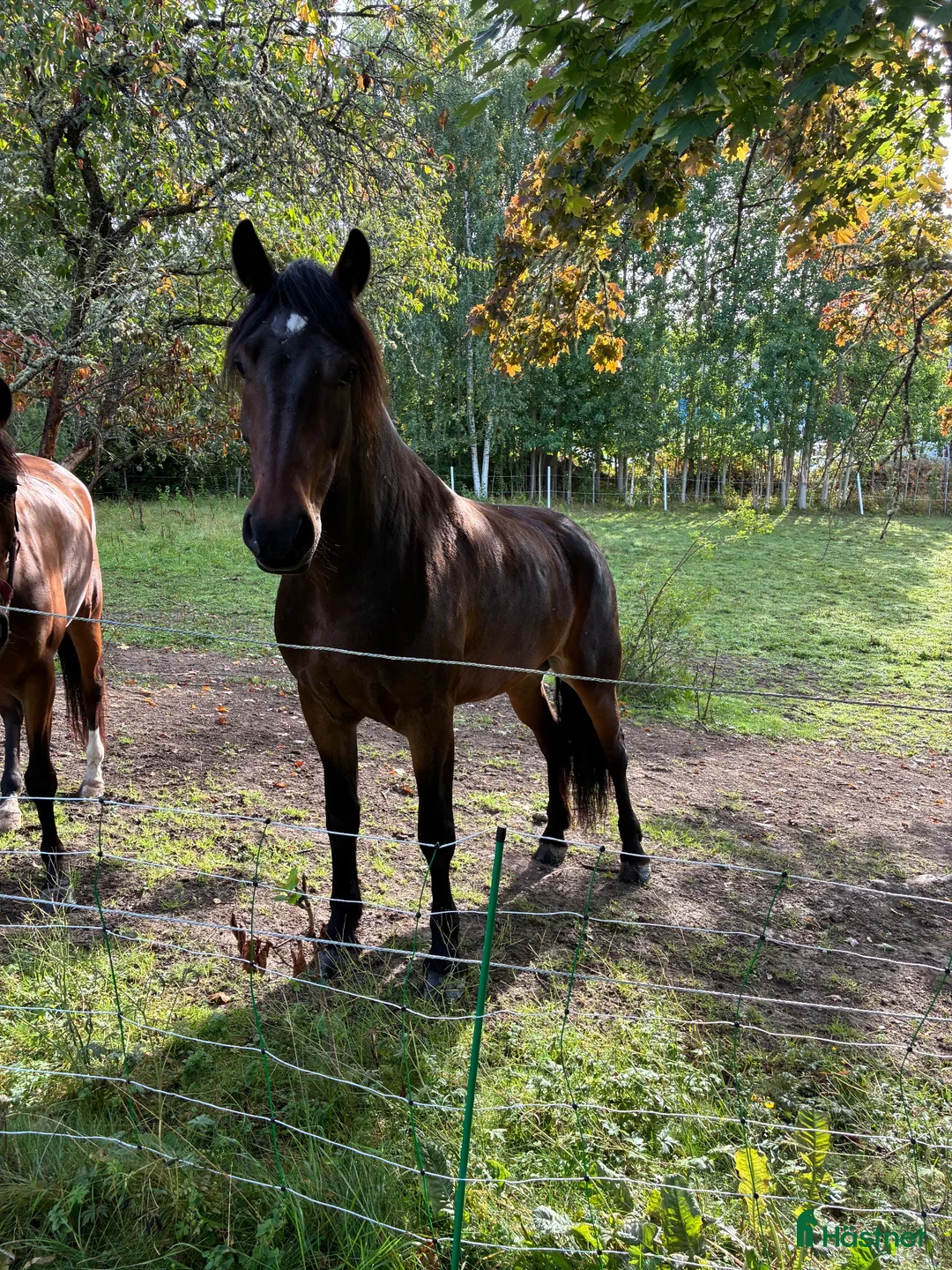 Övrigt hästar till salu: Snäll häst - Annons 1