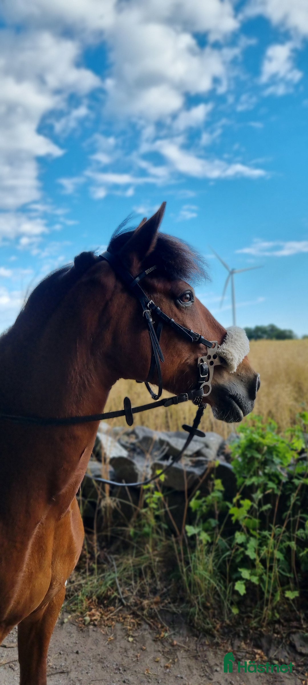 Hoppning hästar till salu: Läromästare hoppning och bästis i Ljungbyholm - Annons 3