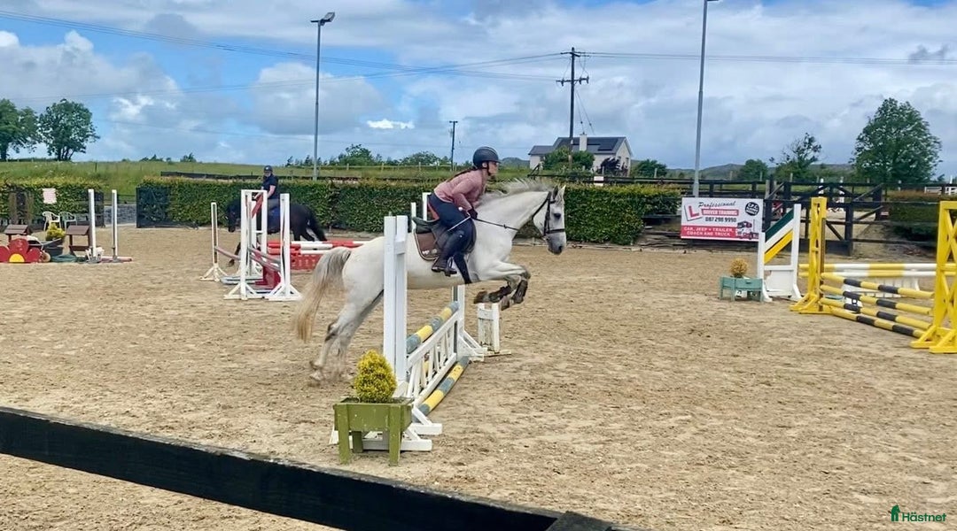 Allround hästar till salu: Selection of Irish ponies i Ljungby - Bild 23