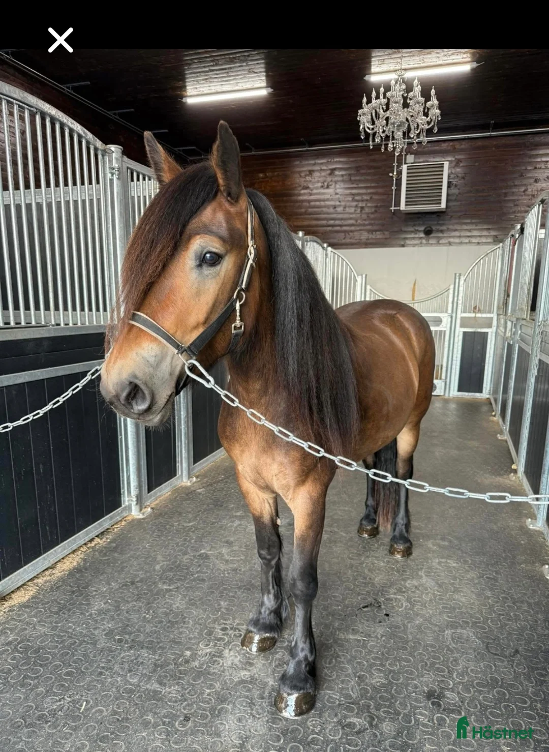 Körning hästar till salu: Norsk dølahoppe  i Tomter - Annons 4