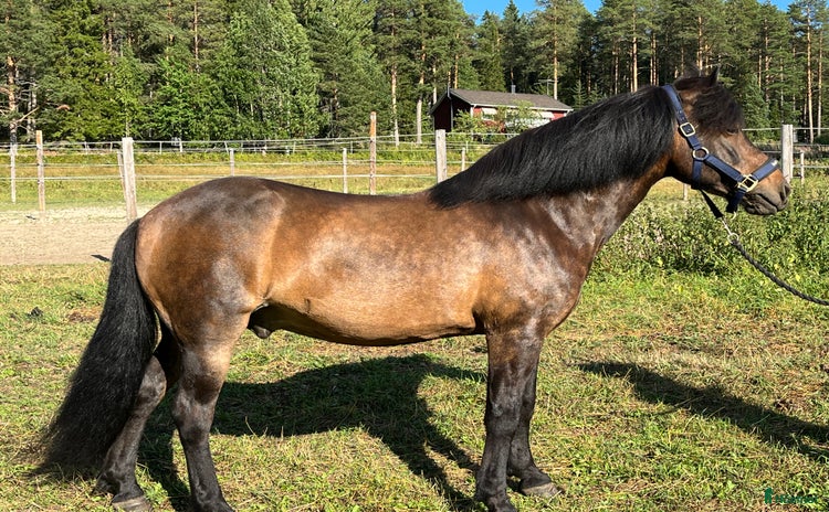  hästar i Luleå - Annons 2