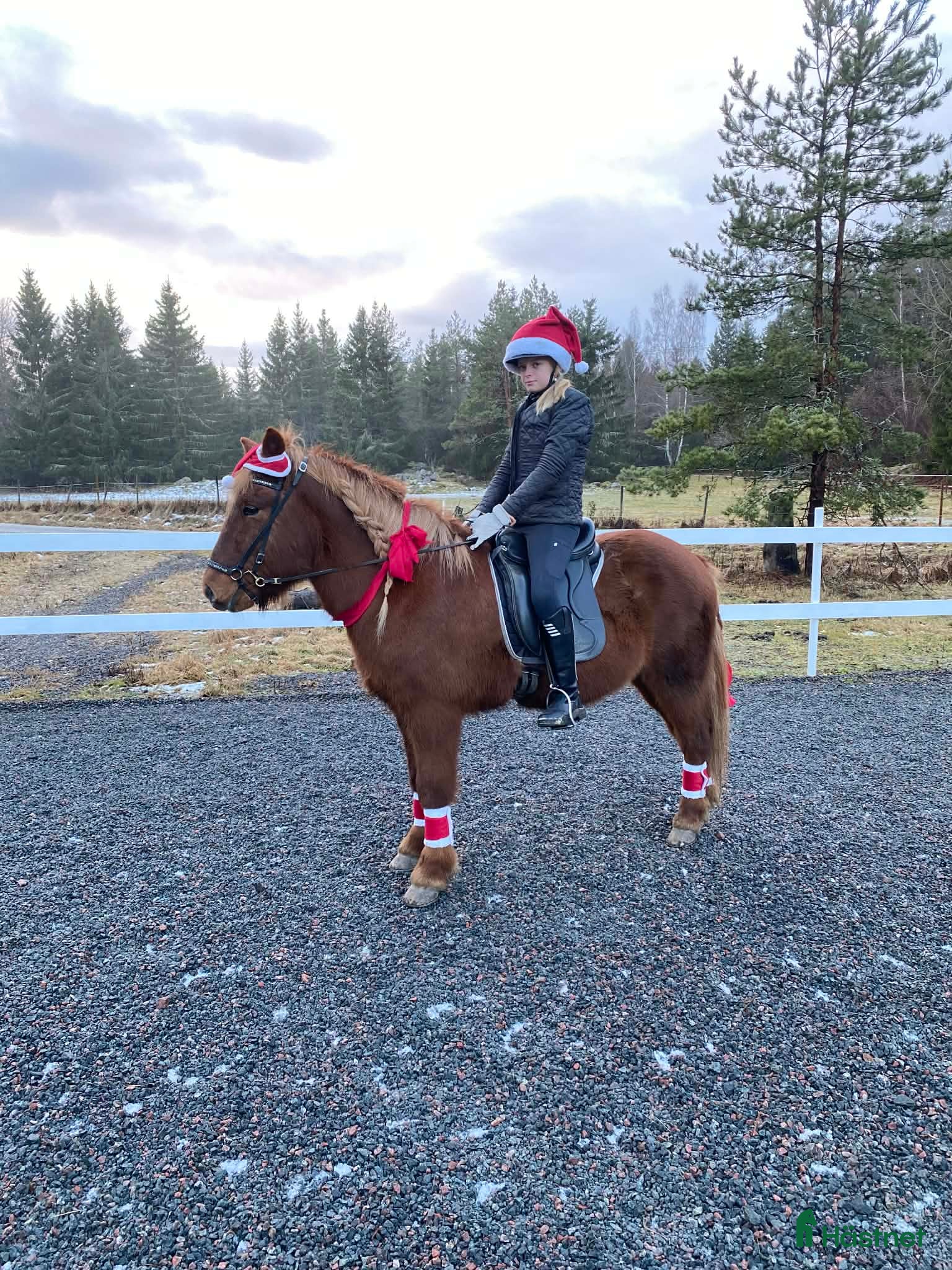  hästar Fin o snäll valack i Gimo - Annons 2