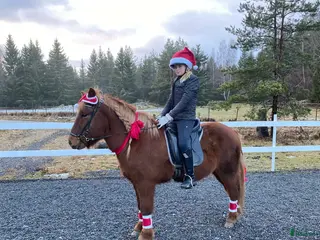 hästar Fin o snäll valack i Gimo - Annons 2