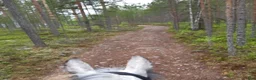 Dressyr hästar sökes: Träningskompis sökes - Annons 1