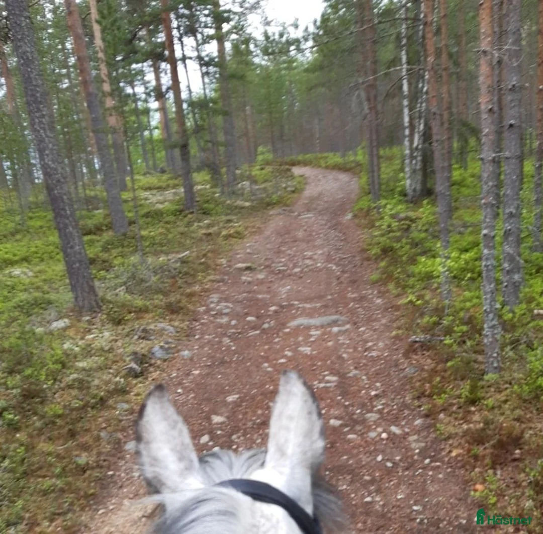 Dressyr hästar sökes: Träningskompis sökes - Annons 1