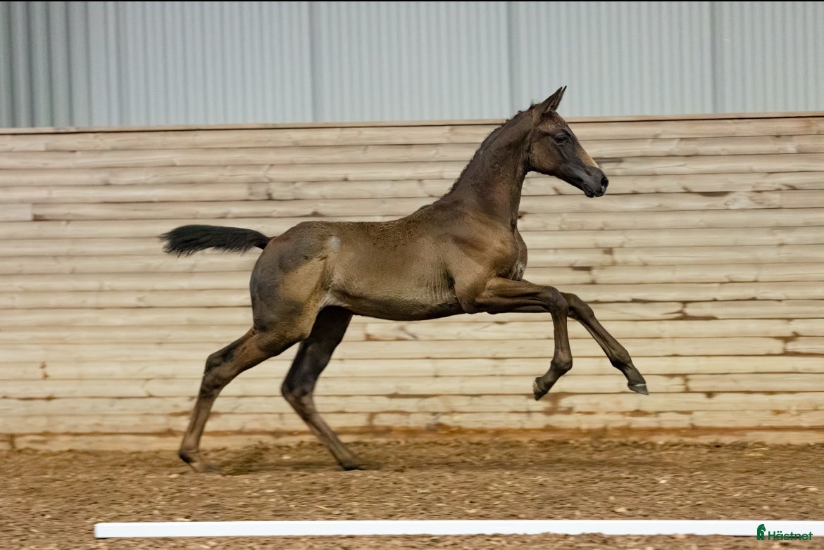 hästar Fantastisk stoföl med stor potential  i Nyköping - Annons 22