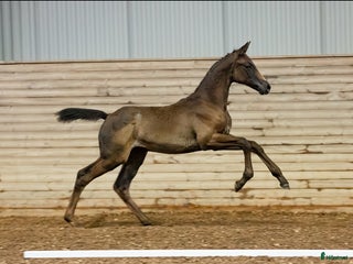 hästar Fantastisk stoföl med stor potential i Nyköping - Annons 21