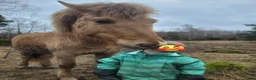 Island hästar till salu: Vackert rödblackt sto - Annons 2