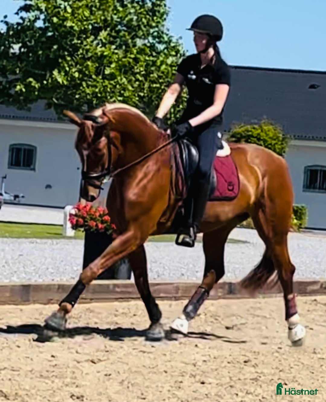 Dressyr hästar till salu: Super bra dressage Horse i Solrød Strand - Bild 4