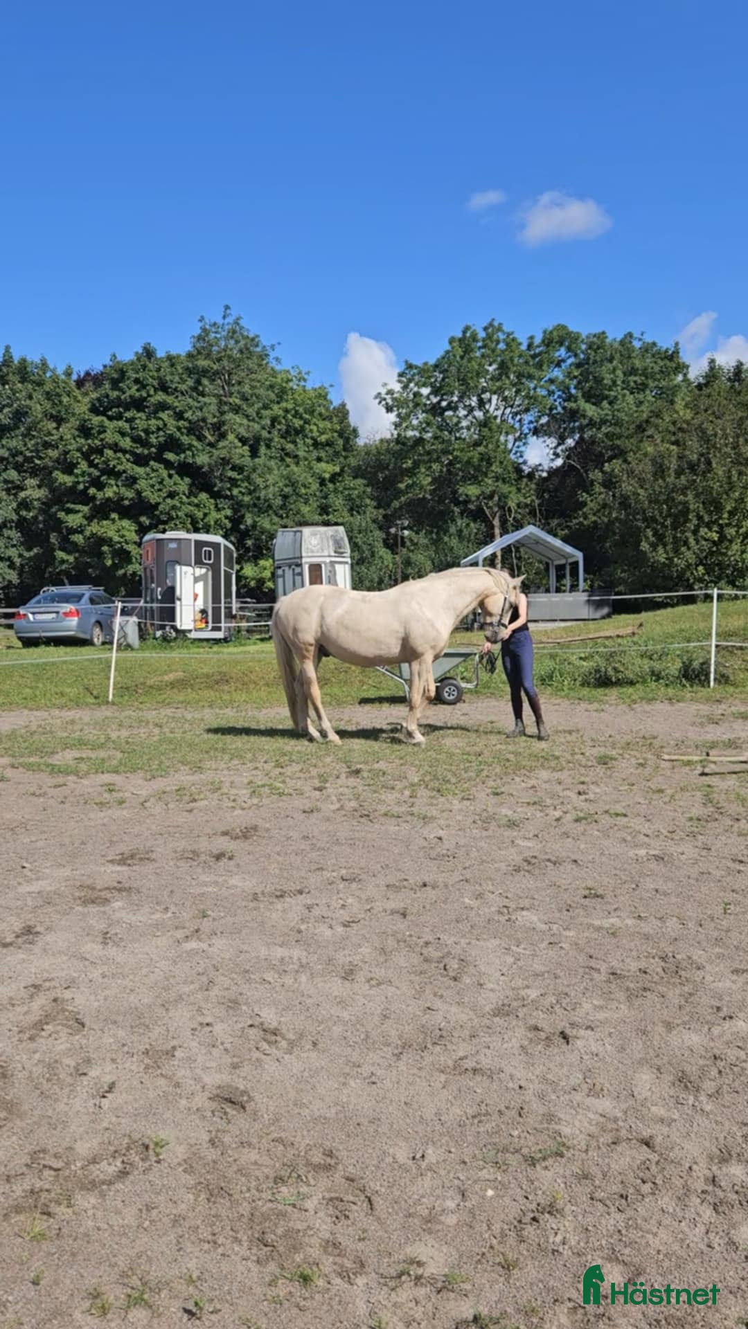 Akademiskt hästar till salu: Underbar valack  i Asmundtorp - Annons 4