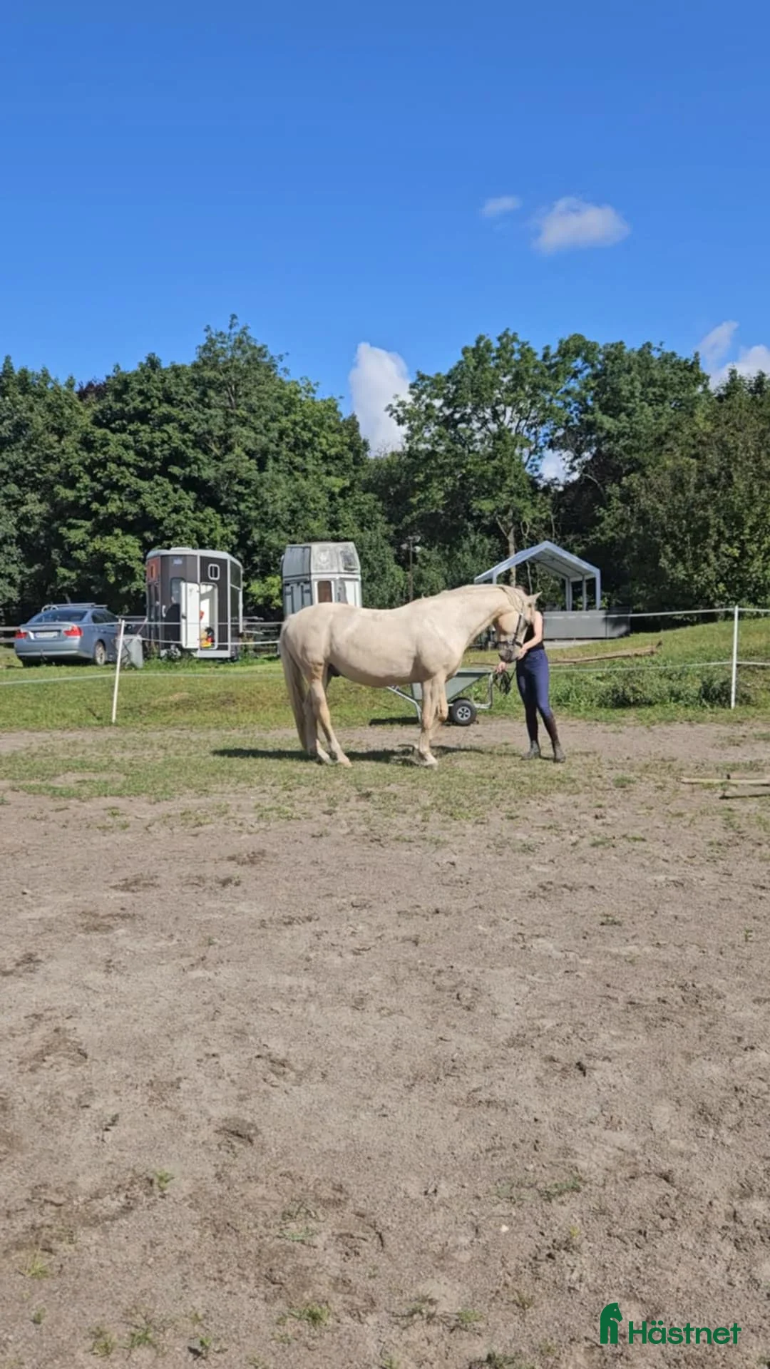 Akademiskt hästar till salu: Underbar valack  i Asmundtorp - Annons 4